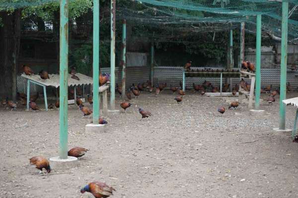 Fındığın düşmanına karşı sülünlü mücadele