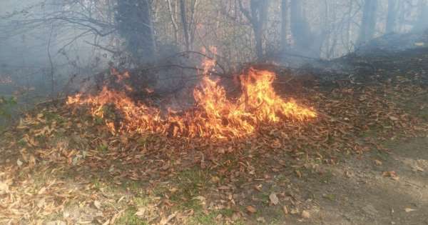 Ordu'da orman yangını 