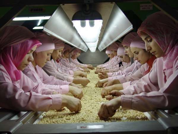 Düzce'den Avrupa'ya 559 ton iç fındık ihraç edildi
