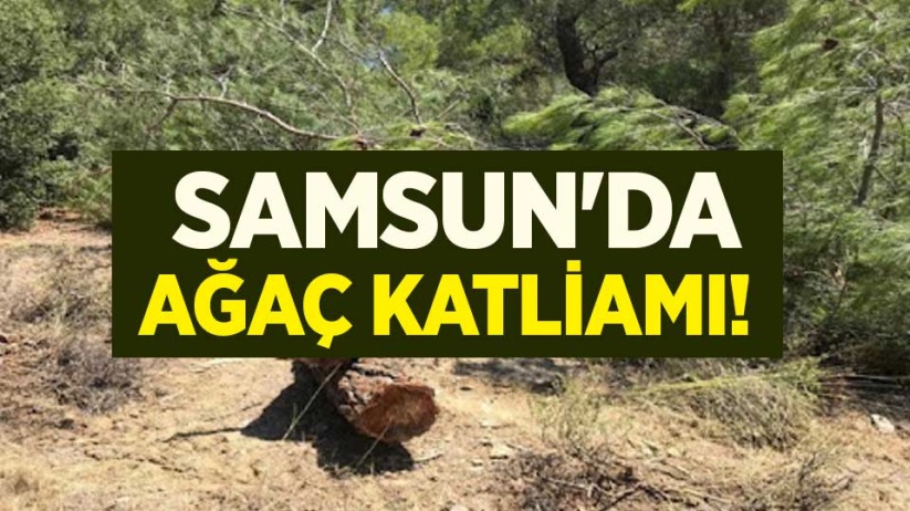 Samsun'da ağaç katliamı!