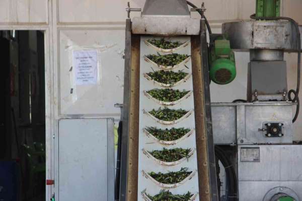 Kilis'te zeytinyağı fabrikaları tam kapasite çalışıyor