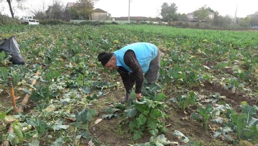 Samsun Bafra Ovası'nda brokoli ve karnabaharda 'altın' sezon