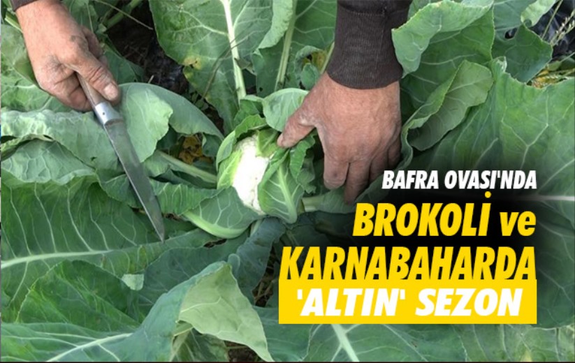 Samsun Bafra Ovası'nda brokoli ve karnabaharda 'altın' sezon