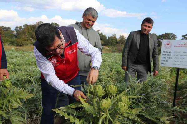 Muğla'da hedef 12 ay Enginar üretimi