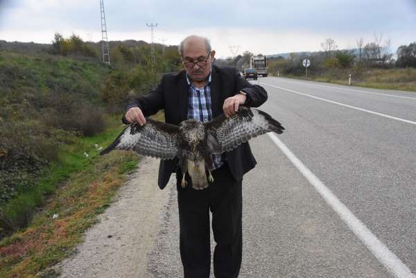 Sinop'ta otomobile çarpan atmaca telef oldu