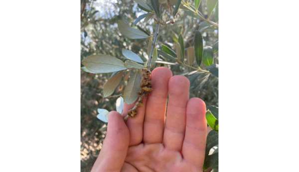 Salihli'de üreticilere zeytin dal kanseri uyarısı