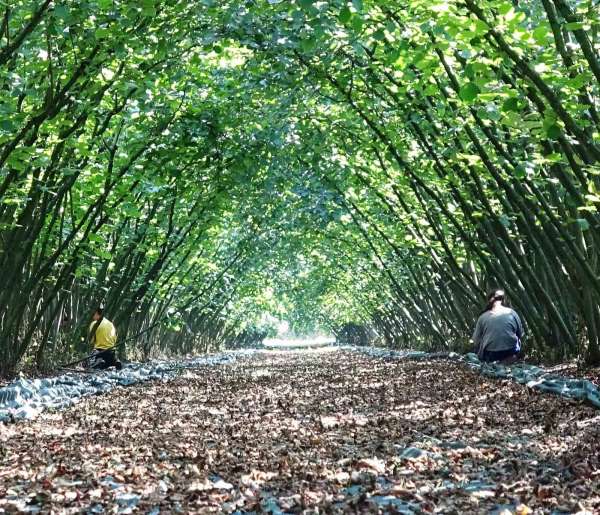 Samsun'da 63 yatırımcıya fındık hasat filesi hibesi