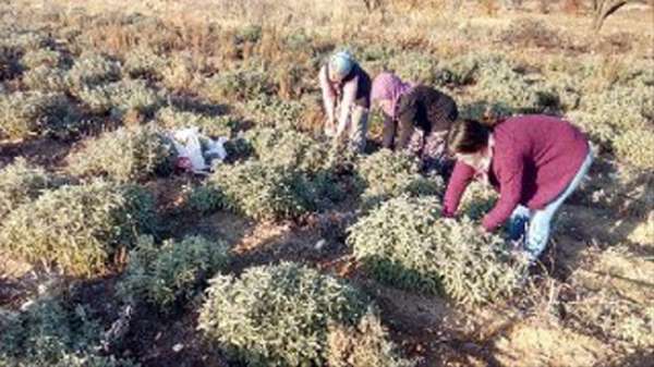 Korona virüs adaçayına ilgiyi arttırdı, çiftçiler ürün yetiştiremiyor