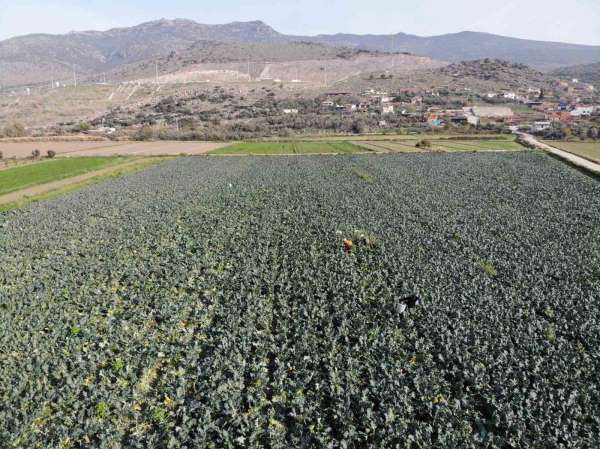İzmir'in verimli tarım arazilerinde 'yeşil altın' hasadı