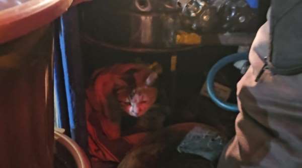 Sokak kedisine üşümesin diye kestane kazanının yanında bakıyor