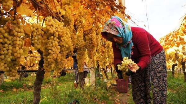 Üzüm hasadında sona yaklaşıldı