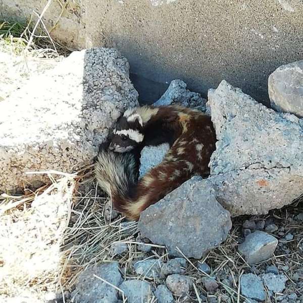 Nesli tükenmekte olan alaca sansar, Sivas'ta görüldü 