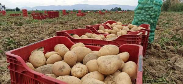 Ödemiş'te kış patatesi hasadı başladı - İzmir haber