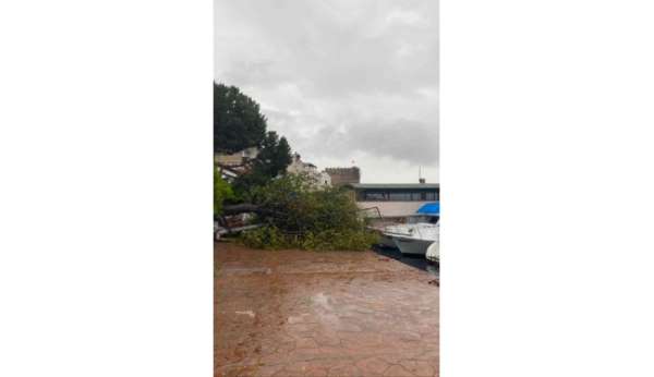 Sinop'ta fırtına ağaç yıktı - Sinop haber