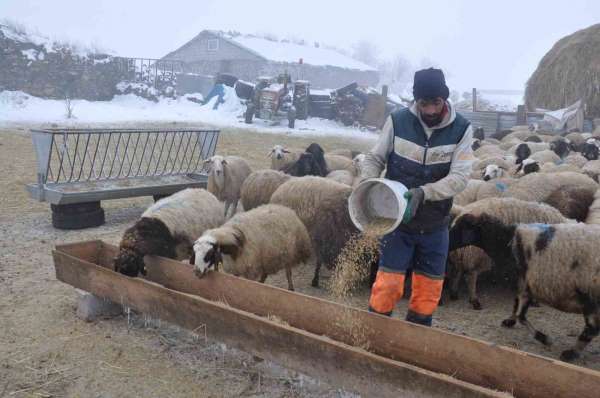 Kars'ta küçükbaş hayvancılık yapanlar çoban bulmakta zorluk çekiyor