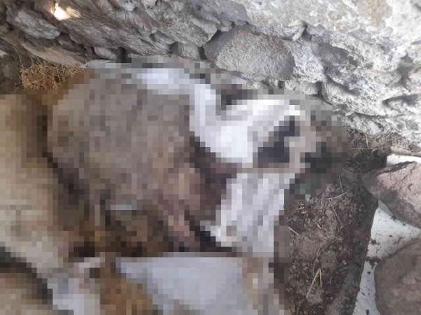 Saldırıdan kaçan ölü koyunlar sahile vurdu