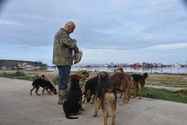 Sinop Demirci Köyü Limanı'nda başıboş köpek sorunu - Sinop haber