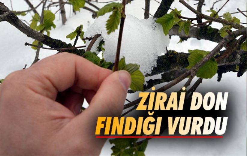 Aydemir: 'Zirai don yüksek kesimlerde fındığa büyük zarar verdi'