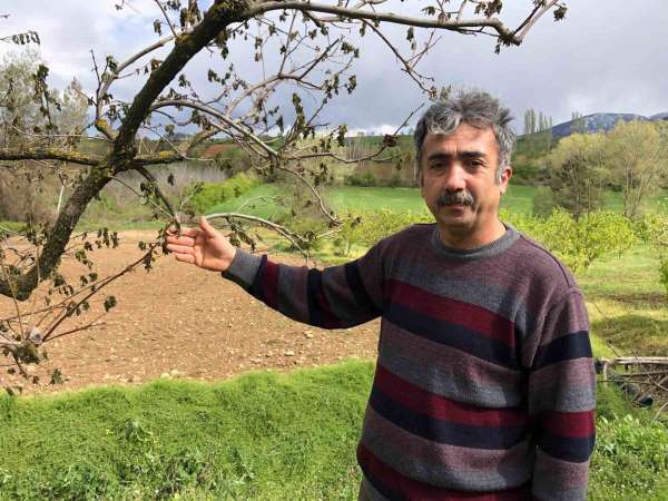 65 dekarlık bahçesindeki ağaçları zarar gören Amasyalı çiftçi: 'Ürünlerimiz dondu, hayallerimiz kayboldu'
