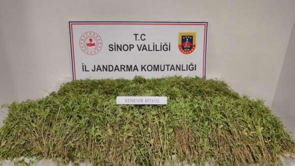 Sinop'ta bahçesinde 31 bin 265 kök kenevir ele geçen vatandaş konuştu: 'Yasal ekilen kenevirden dökülen tohuml