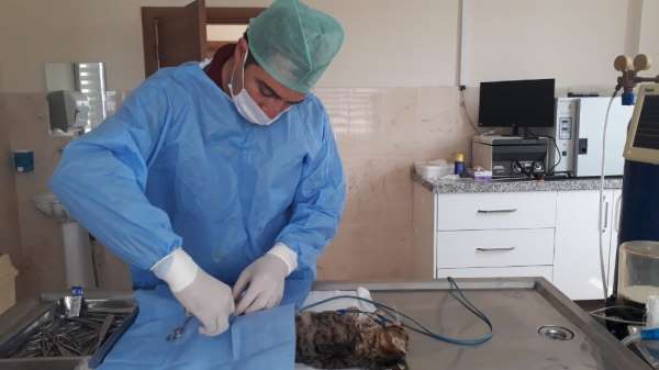 Bursa'da kazazede kedi ameliyat edildi 