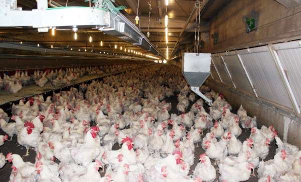 Korona virüs, tavuk ve yumurta sektörünü de vurdu