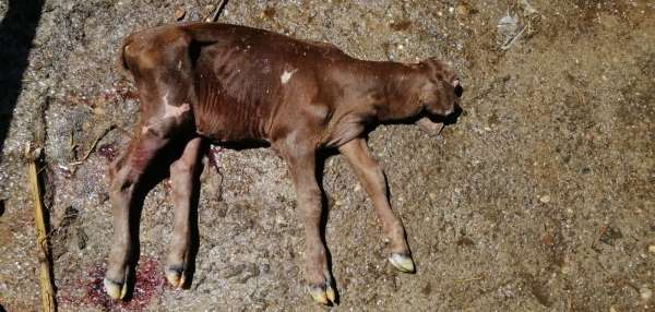 Tek gözlü dünyaya gelen buzağı şaşırttı