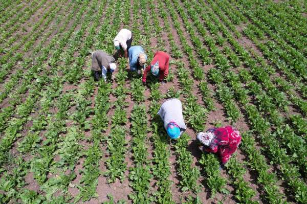 Çetinkaya: 'Kahramanmaraş'ın ekili arazileri arttı'