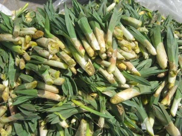 'Çiriş Otu' deyip geçmeyin