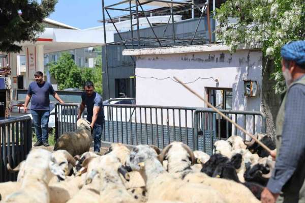 Diyarbakır'dan şehir dışına kurbanlık sevki devam ediyor