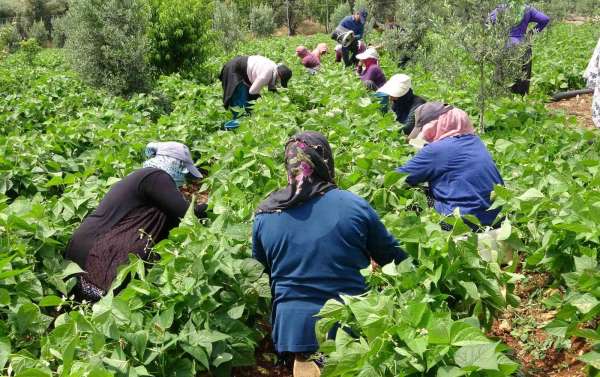 Turfanda 'sarıkız' hasadı başladı: Kilosu 100 TL'den alıcı buldu