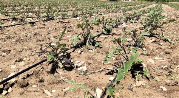Dolu yağışı tarım alanlarında zarara neden oldu - Malatya haber
