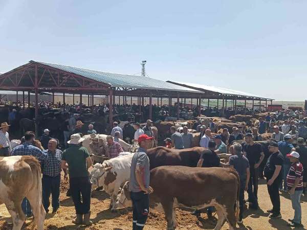 Kırşehir'de arife günü kurban pazarında sıkı pazarlık