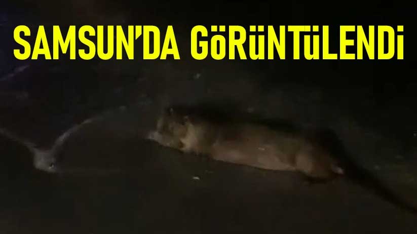 Samsun'da su samuru görüntülendi