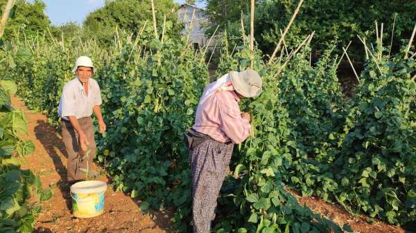 Güvercin gübresiyle beslenen doğal fasulyenin hasadı başladı