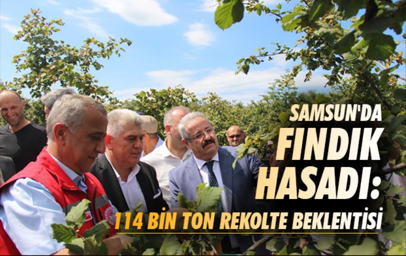 Samsun'da fındık hasadı: 114 bin ton rekolte beklentisi