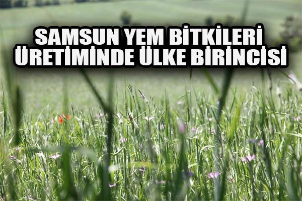 Samsun yem bitkileri üretiminde ülke birincisi