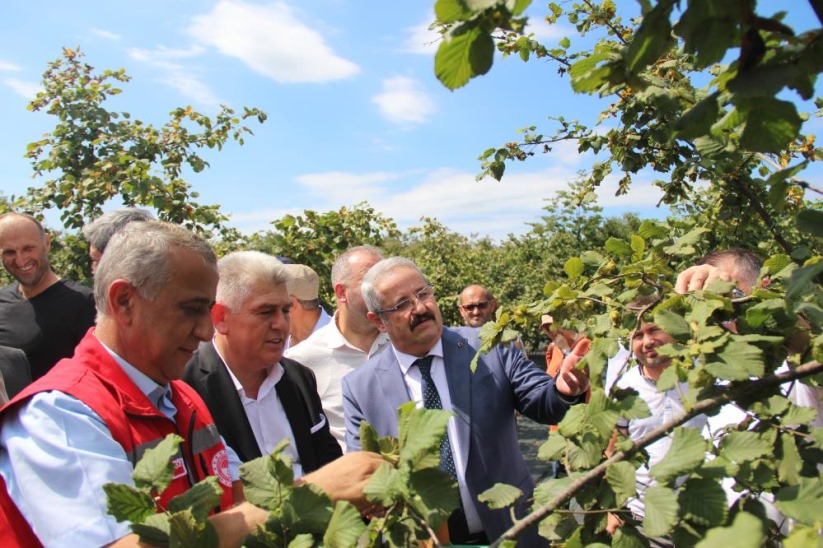 Samsun'da fındık hasadı: 114 bin ton rekolte beklentisi