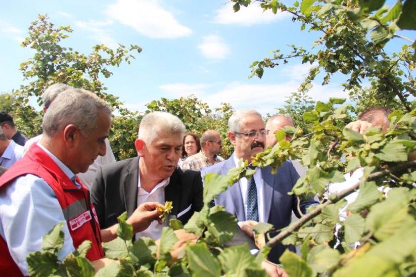 Samsun'da fındık hasadı: 114 bin ton rekolte beklentisi