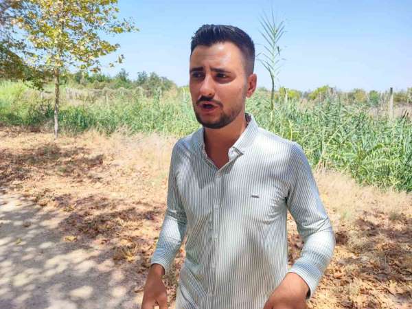 Çukurova Üniversitesi yerleşkesine domuzlar girdi, vatandaş havlayarak kovaladı