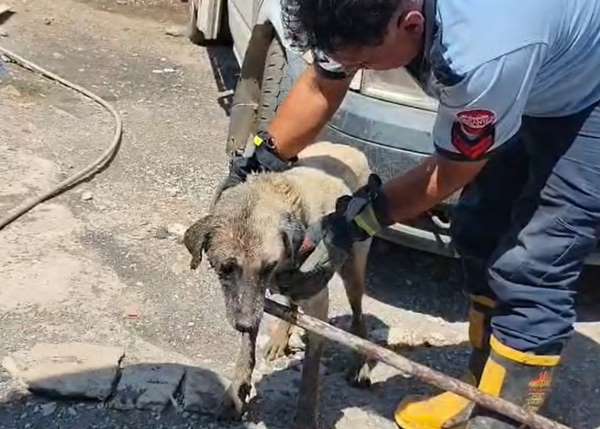 Konteynerin altında sıkışan anne köpek ve yavruları itfaiye ekiplerince kurtarıldı