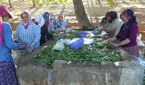 Kahramanmaraş'ta 200 bin ton salatalık üretiliyor