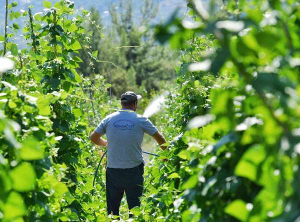 5 bin metrekarelik alana ekimi yapılan Çandır fasulyesinde hasat için gün sayılıyor - Antalya haber