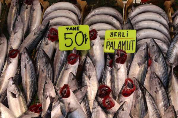 Bandırma'da palamut balığına vatandaşlardan yoğun ilgi - Balıkesir haber