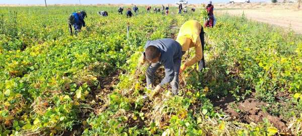 Fasulye hasadı çiftçilerin yüzünü güldürdü - Bitlis haber