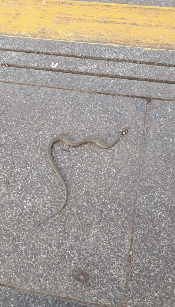 Samsun'da yılan istilası her yerde