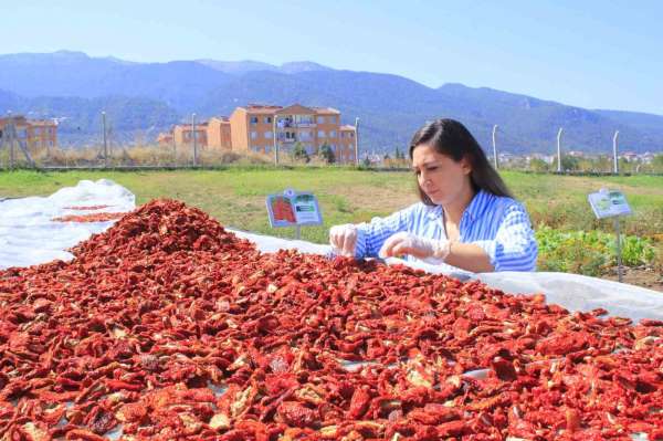 Honaz'ın ata tohumu domatesleri kurutularak değerlendiriliyor