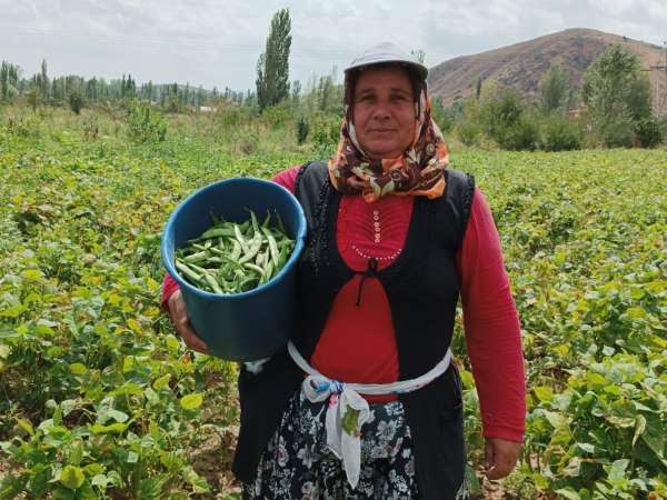 Şuhut'ta hasadı yapılan fasulye fiyatıyla üreticisinin yüzünü güldürdü