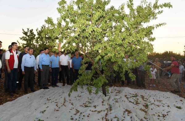 Şanlıurfa'da badem hasadı çiftçiyi memnun etti