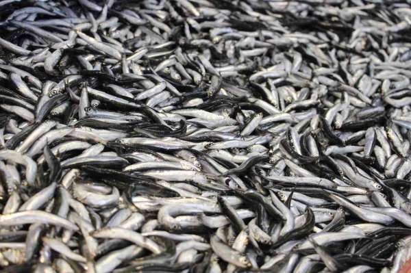 Bolu'da hamsi kilosu 200 liradan tezgahlarda yerini aldı